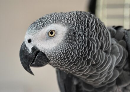 african grey parrot for sale