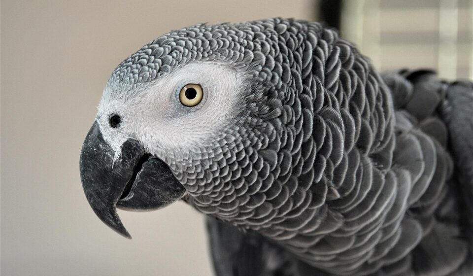 african grey parrot for sale