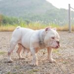 american pitbull terrier vs staffordshire bull terrier comparison