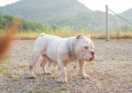 american pitbull terrier vs staffordshire bull terrier comparison