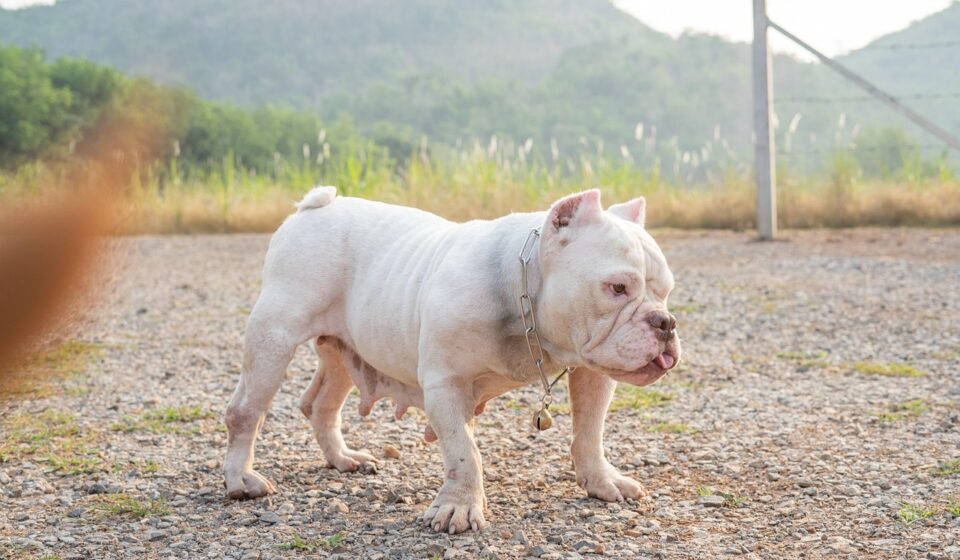 american pitbull terrier vs staffordshire bull terrier comparison