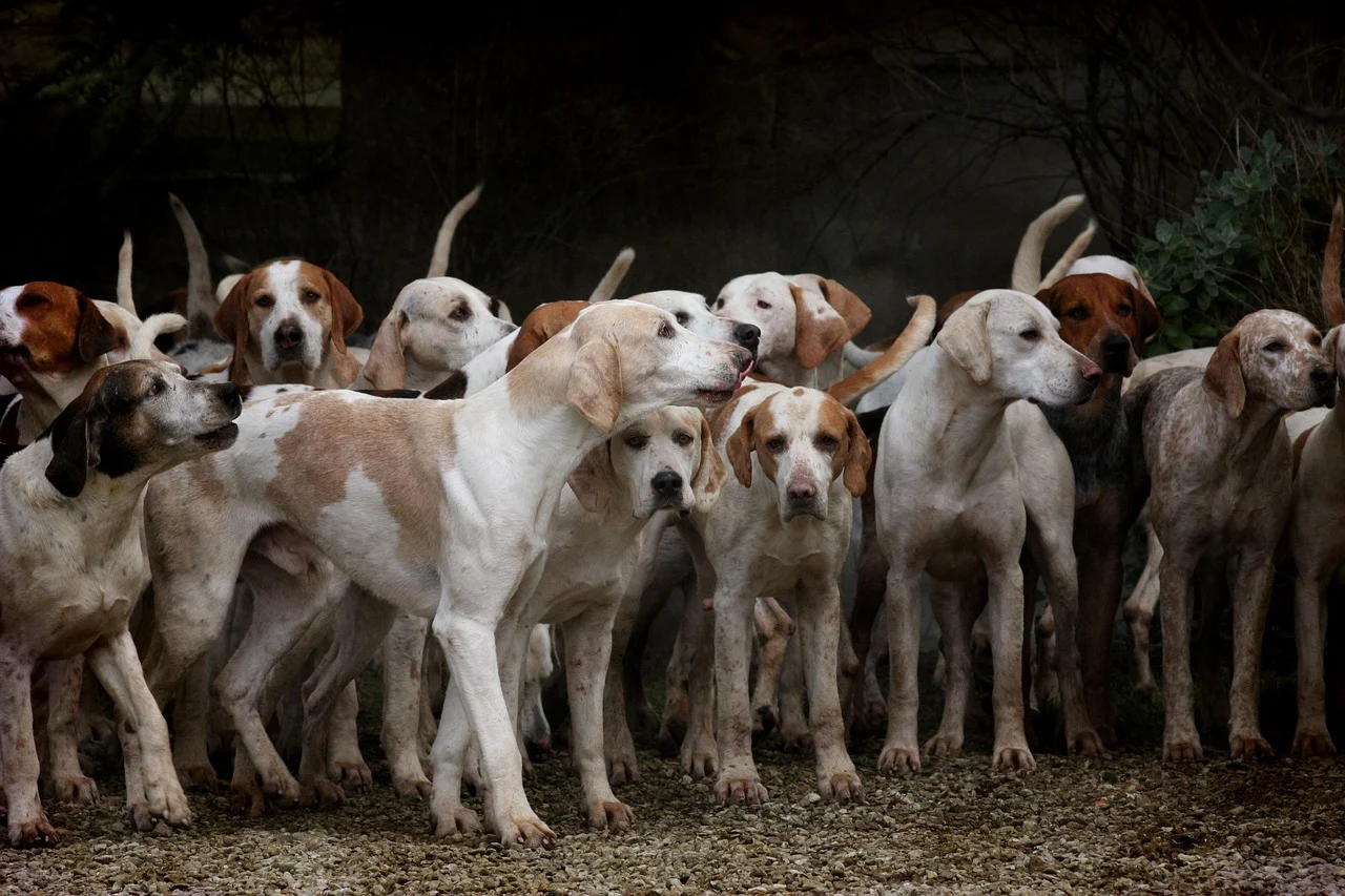 Anal Glands in Dogs: What They Are & Common Problems