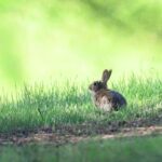 angora rabbit grooming