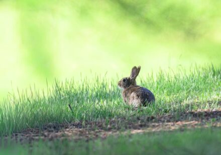 angora rabbit grooming