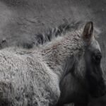 beautiful horse names