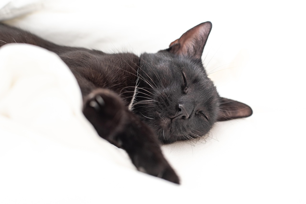 Black and White Names for Pets: A Guide