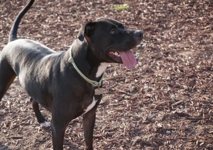 black pitbull dog