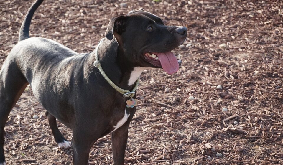 black pitbull dog