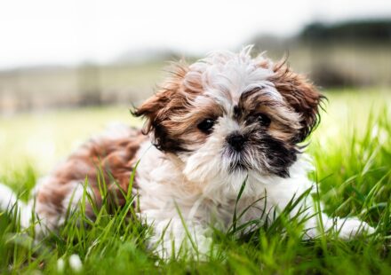 black shih tzu puppy