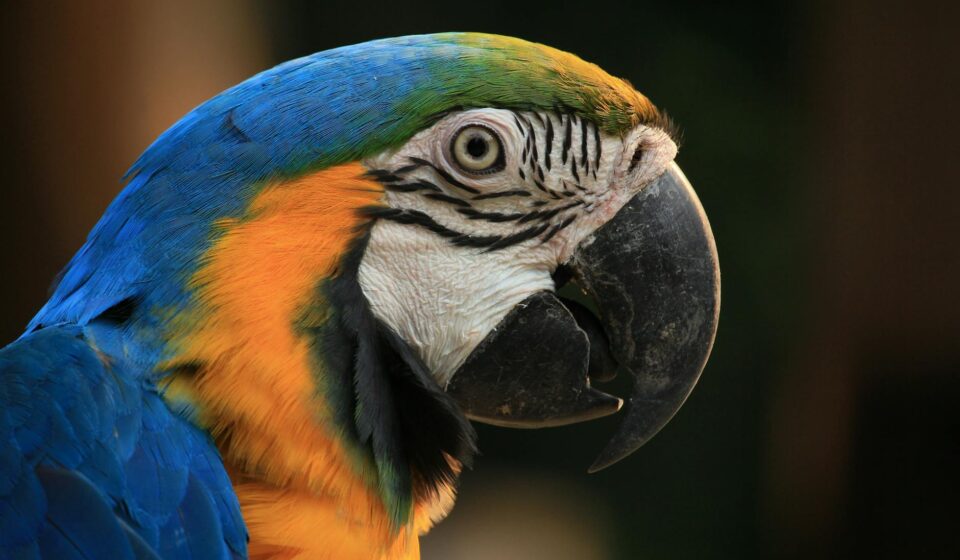 blue parrot bird