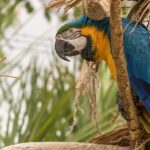 blue parrot​
