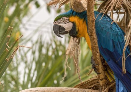 blue parrot​
