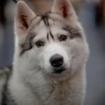 Can Dogs See Phone Screens? Understanding Canine Vision