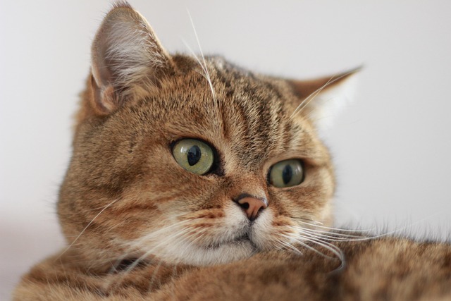 A cat with its eyes open, partially curled, looking wary.