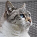 cat names that start with b