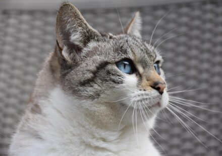 cat names that start with b