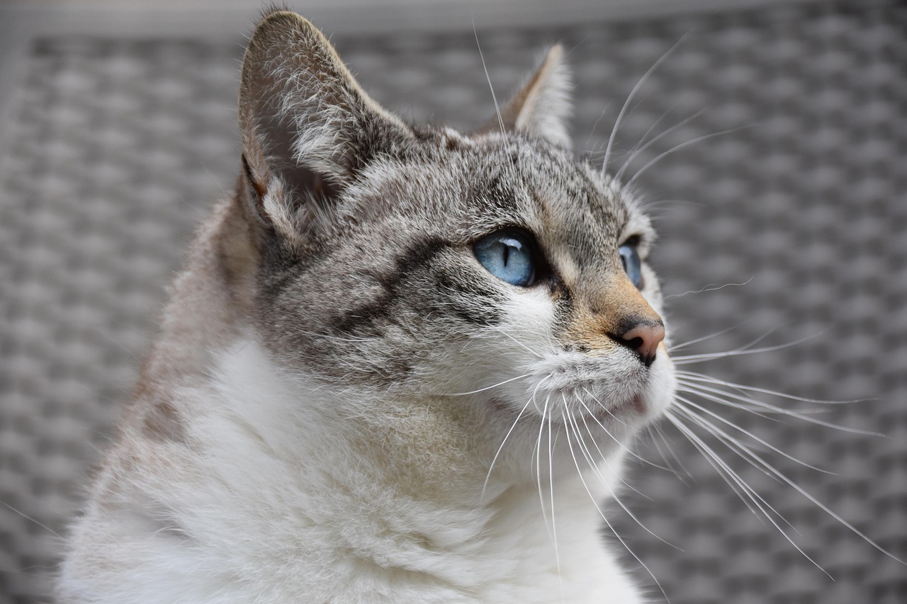 Cat Names Starting with B: The Ultimate UK Guide