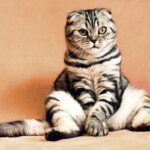 cat sitting poses