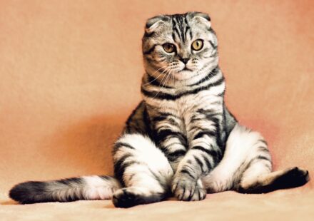 cat sitting poses