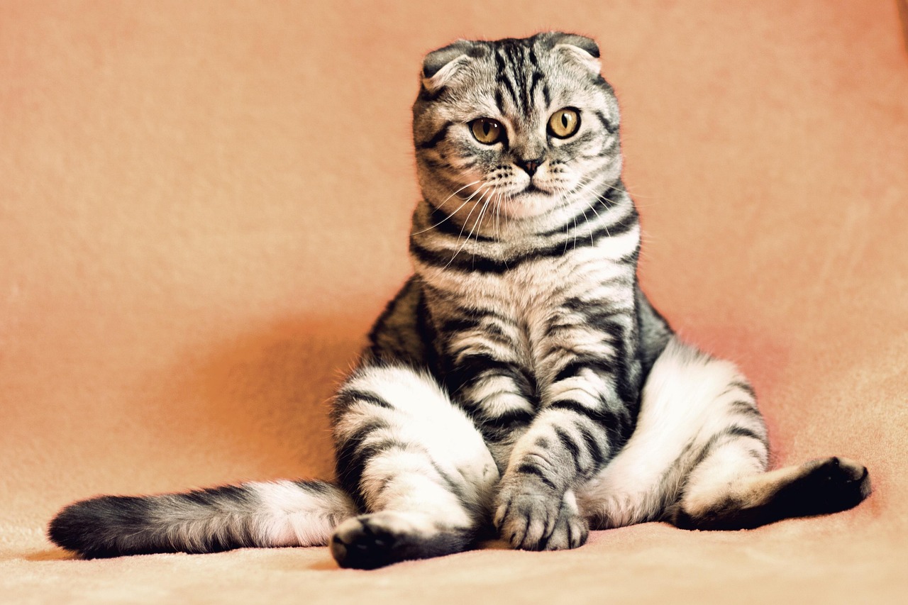 The Sitting Cat: Understanding Their Poses, Behaviour, and Needs