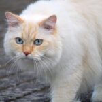 cat vomiting foam