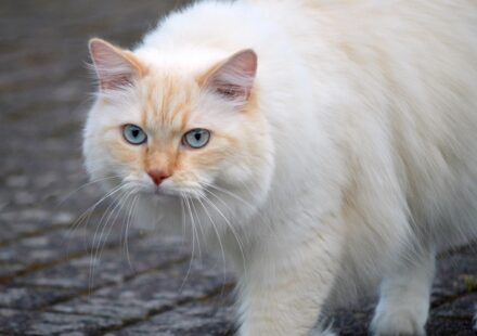 cat vomiting foam