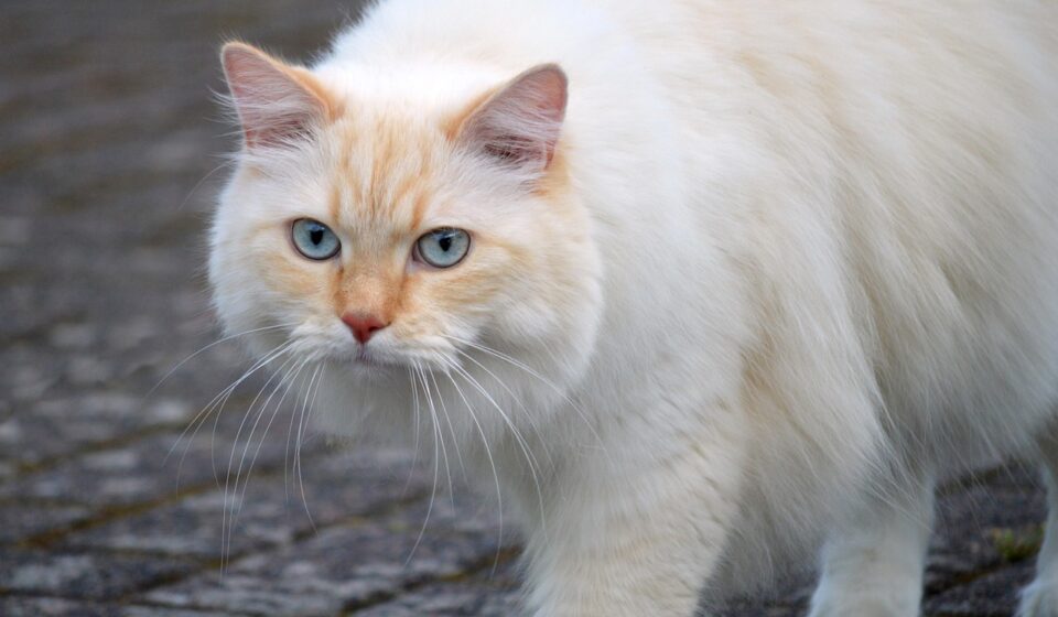 cat vomiting foam
