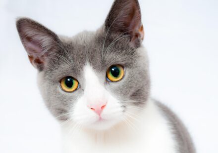 cat vomiting white foam