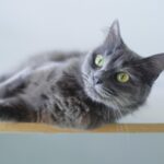 cat wipes