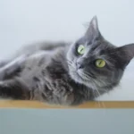 cat wipes