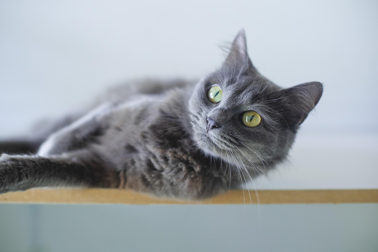Cat Wipes: The Guide to Keeping Your Feline Fresh
