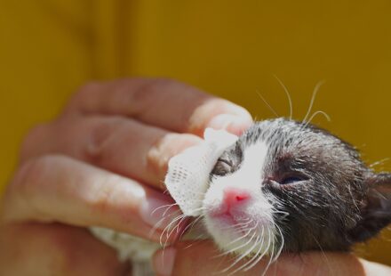 cat wipes