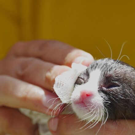 cat wipes