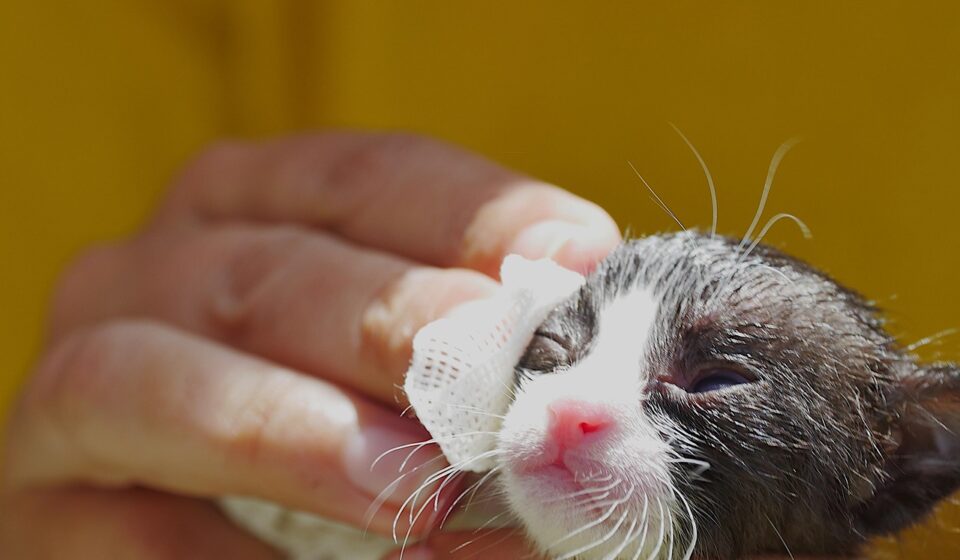 cat wipes