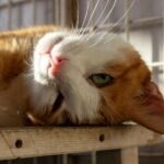 cat with slightly swollen belly