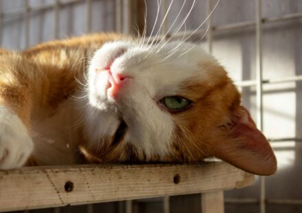 cat with slightly swollen belly