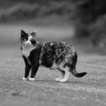 why are cats so curious