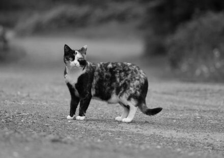 why are cats so curious