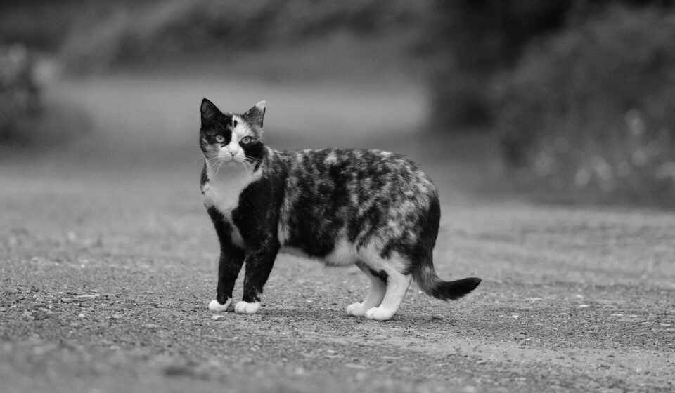 why are cats so curious