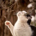 why are cats so curious