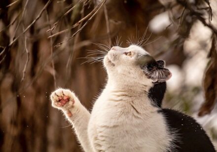 why are cats so curious