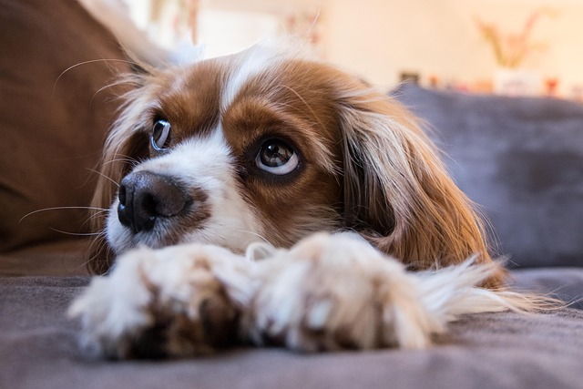 A Cavalier King Charles Spaniel sitting calmly on a sofa