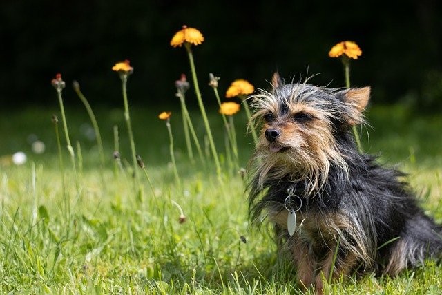 A Chihuahua Pitbull mix dog enthusiastically playing fetch in a park, tongue out.