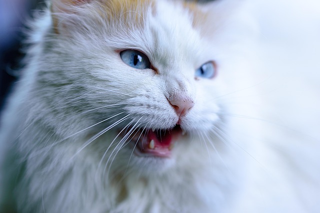 Close-up of a cat's mouth showing inflamed gums and a slightly visible tongue, indicating potential dental issues.