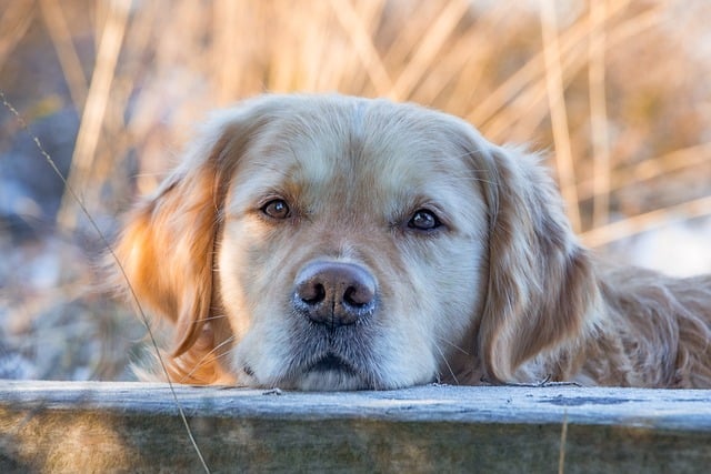 Close-up of a dog's eye showing the white sclera, indicating whale eye. (whale eyes dog)