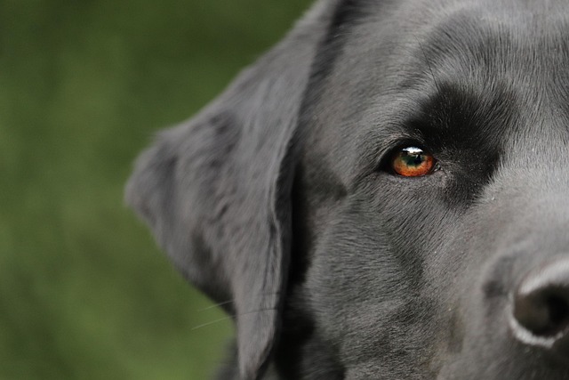 Close-up of a dog's fur showing tiny lice and nits (can dogs get lice)