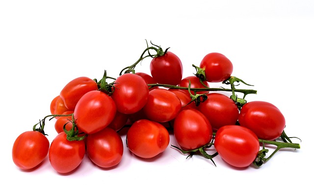 Close-up of a ripe tomato plant with green leaves and red fruit (can dogs have tomatoes)