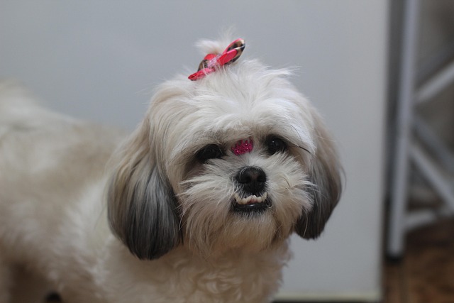 Close-up of a Shih Tzu puppy's face with expressive eyes (shih tzu price)