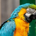 colourful parrot