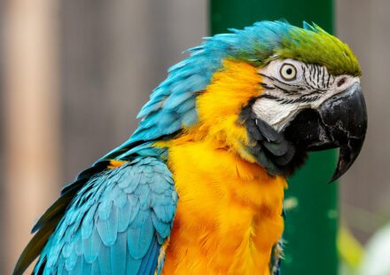 colourful parrot
